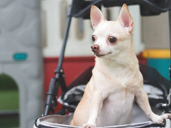 Portrait of brown short hair chihuahua dog standing in pet stroller looking sideway. Colorful kids playground equipment background.