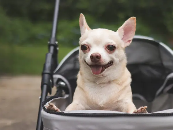 Portrait of brown short hair chihuahua dog standing in pet stroller in the garden. Smiling happily.