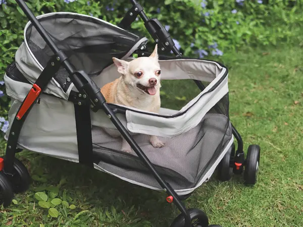 Portrait of brown short hair chihuahua dog sitting in pet stroller in the garden with purple flowers and green background. Smiling happily.