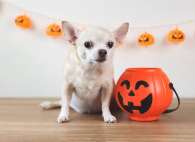 Kahverengi kısa saçlı chihuahua köpeğinin portresi ahşap zeminde cadılar bayramı kovası ve beyaz duvar arkasında balkabağı süslemesi ile oturuyor. Kameraya bakıyorum..