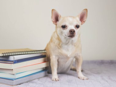 Kahverengi kısa saçlı chihuahua köpeğinin portresi gri battaniye ve beyaz arka planda kitap yığınıyla oturuyor..