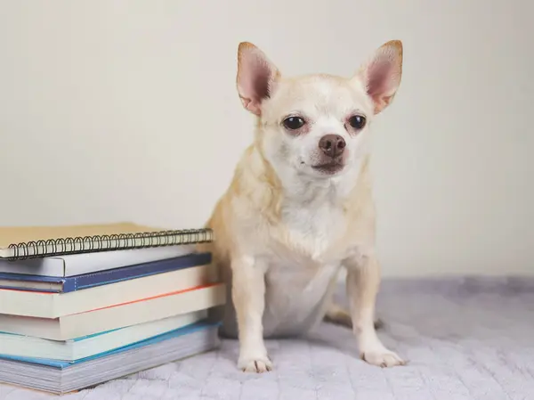 Portrait of brown short hair chihuahua dog sitting with stack of books on gray blanket and white background.