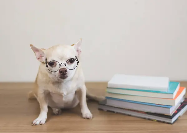 Porträt Eines Braunen Chihuahua Hundes Mit Brille Sitzend Mit Bücherstapel lizenzfreie Stockfotos