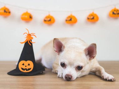 Kahverengi kısa saçlı chihuahua köpeğinin cadılar bayramı süslemeleri olan bir odada balkabağı kafalı ve örümcekli cadı şapkasıyla ahşap zemine uzanmış görüntüsünü kapat..
