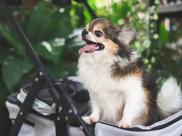 Portrait of  long hair chihuahua dog standing in pet stroller in the garden. Smiling happily.