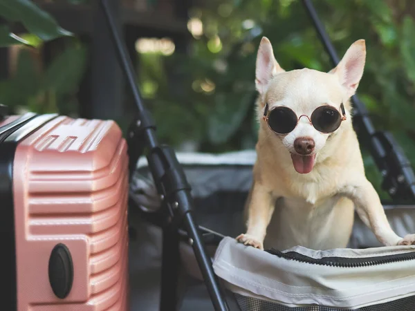Portrait of brown short hair chihuahua dog wearing sunglasses standing in pet stroller with pink suitcase in the garden. Smiling happily. happy vacation and travelling with pet concept