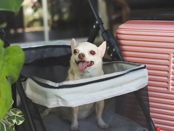 Portrait of brown short hair chihuahua dog sitting in pet stroller with pink suitcase in the garden. Smiling happily. happy vacation and travelling with pet concept