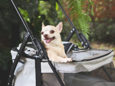 Bahçedeki bebek arabasında oturan kahverengi kısa saçlı chihuahua portresi. Mutlu bir gülümseme.