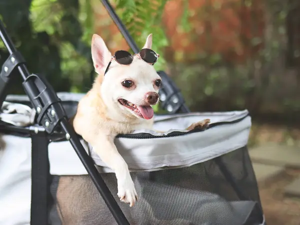 Portrait of brown short hair chihuahua dog wearing sunglasses on head, sitting in pet stroller in the garden  with green plant background. Smiling happily.