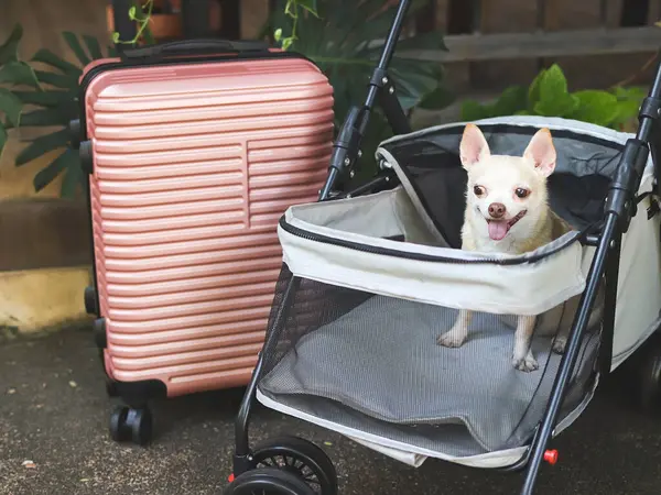 Portrait of brown short hair chihuahua dog sitting in pet stroller with pink suitcase in the garden. Smiling happily. happy vacation and travelling with pet concept