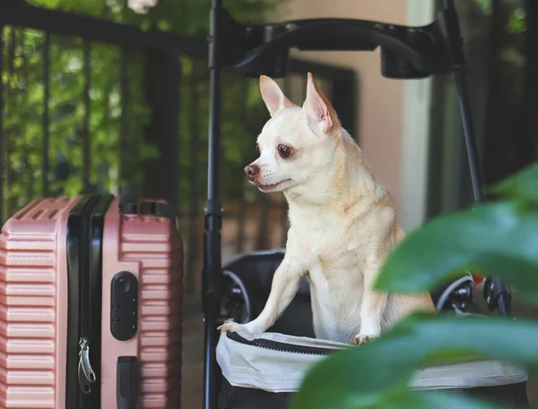 Portrait of brown short hair chihuahua dog standing in pet stroller with pink suitcase in the garden. Looking away curiously. vacation and travelling with pet concept