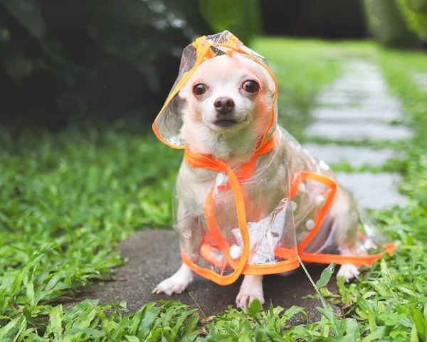 Portrait of brown short hair chihuahua dog wearing rain coat hood sitting in the garden.
