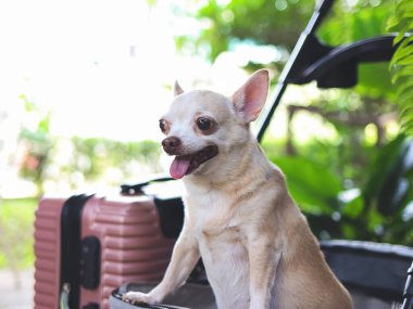 Bahçede pembe bavulla evcil bebek arabasında duran kahverengi kısa saçlı chihuahua köpeği portresi. Mutlu bir şekilde gülümsüyor. İyi tatiller ve evcil hayvan konseptiyle seyahat