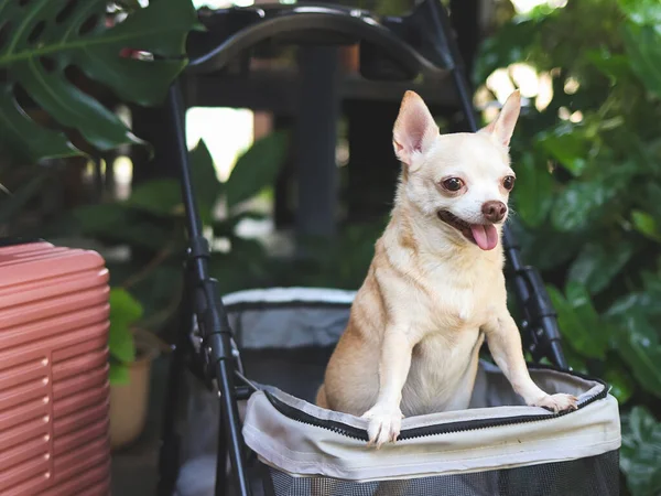 Portrait of brown short hair chihuahua dog standing in pet stroller with pink suitcase in the garden. Smiling happily. happy vacation and travelling with pet concept