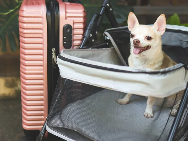 Portret Brązowych Krótkich Włosów Pies Chihuahua Siedzi Wózku Dla Zwierząt Obraz Stockowy