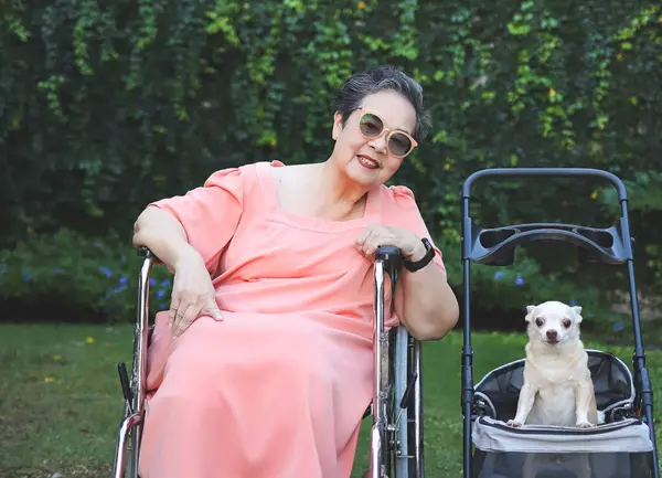 Bahçe arabasında Chihuahua köpeğiyle tekerlekli sandalyede oturan son sınıf Asyalı kadının portresi..