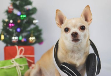 Boynuna kulaklık takmış kahverengi kısa saçlı chihuahua köpeği portresi beyaz arka planda Noel ağacı ve kırmızı ve yeşil hediye kutusu ile oturuyor..