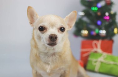 Kahverengi kısa saçlı chihuahua köpeğinin Noel ağacı ve yeşil ve kırmızı hediye kutusuyla beyaz arka planda oturduğu görüntüyü kapat.