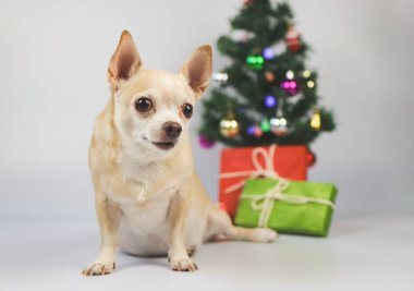 Kahverengi kısa saçlı chihuahua köpeğinin Noel ağacı ve yeşil hediye kutusuyla beyaz arka planda oturduğu görüntüyü kapat. Yana bakıyorum..