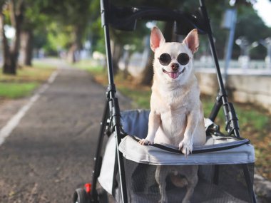Mutlu kahverengi kısa saçlı Chihuahua köpeğinin portresi güneş gözlüğü takıyor, parkta bebek arabasında duruyor. Mutlu bir gülümseme.