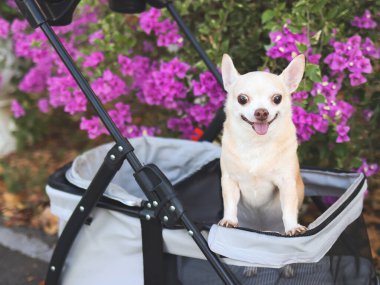 Mutlu kahverengi kısa saçlı Chihuahua köpeğinin portresi parkta mor çiçekli bir bebek arabasında duruyor. Gülümsüyor ve kameraya bakıyor.