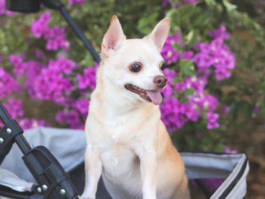 Mutlu kahverengi kısa saçlı Chihuahua köpeğinin portresi parkta mor çiçekli bir bebek arabasında duruyor. Gülümsüyor ve yan bakıyor..