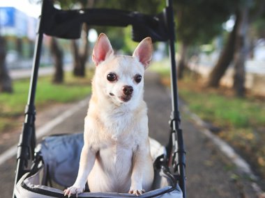 Parktaki bebek arabasında duran Mutlu kahverengi kısa saçlı Chihuahua köpeğinin portresi. Mutlu bir şekilde gülümseyen ve kameraya bakan.