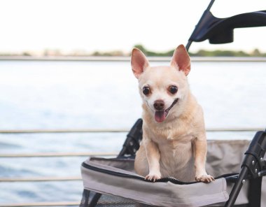 Göldeki su kenarında çitlerin üzerinde evcil bebek arabasında duran Mutlu kahverengi kısa saçlı Chihuahua köpeğinin portresi. Gülümsüyor ve kameraya bakıyor..
