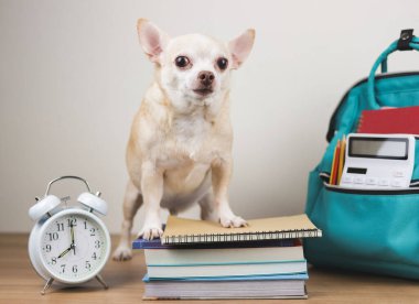 Kahverengi chihuahua köpeğinin portresi kitap yığını, çalar saat 8 yönünde ve okul çantası ahşap zeminde ve beyaz arka planda. Okula geri dön.