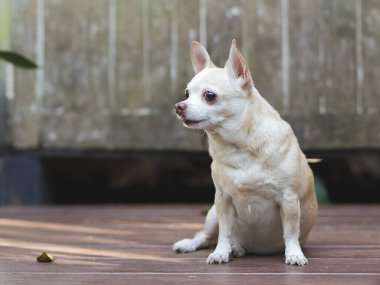 Portrait of brown short hair Chihuahua dog sitting on wooden floor with wooden wall background.