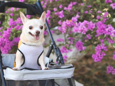 Mutlu kahverengi kısa saçlı Chihuahua köpeğinin portresi parkta mor çiçekli bir bebek arabasında duruyor. Gülümsüyor ve kameraya bakıyor.