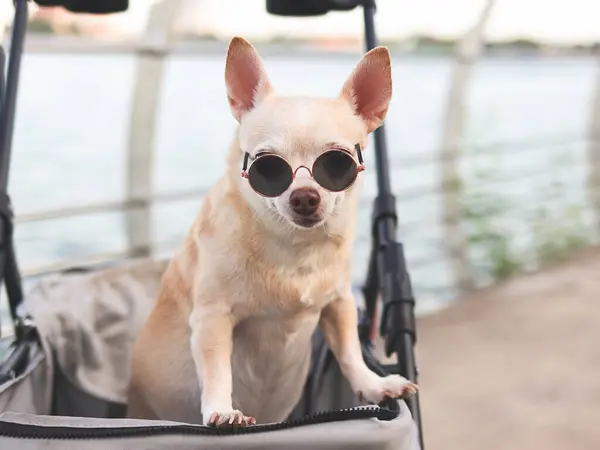 Portrait  of  Happy brown short hair Chihuahua dog wearing sunglasses standing in pet stroller on walk way fence by the lake, smiling and looking at camera.