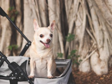 Mutlu ve sağlıklı Chihuahua köpeğinin portresi parkta banyan ağacı kökleriyle bebek arabasında duruyor, gülümsüyor ve kameraya bakıyor..