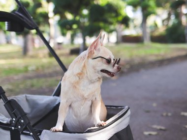 Parktaki bebek arabasında duran güneş gözlüklü mutlu kahverengi saçlı Chihuahua köpeği. Merakla yana bakıyorum..