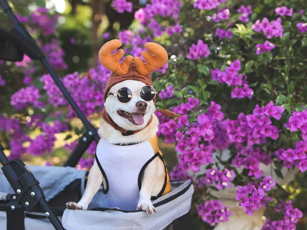 Portrait  of  Chihuahua dog wearing sunglasses and reindeer horn hat, standing in pet stroller, smiling and looking at camera ,purple flowers background. Christmas concept.