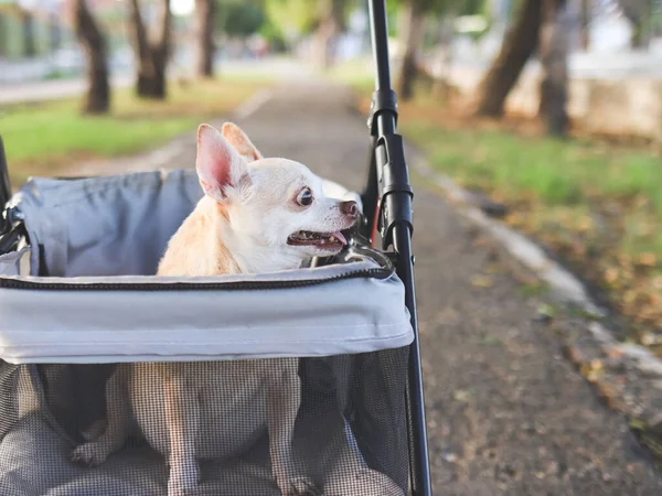 Portrait  of  Happy brown short hair Chihuahua dog  sitting in pet stroller in the park. looking curiously.