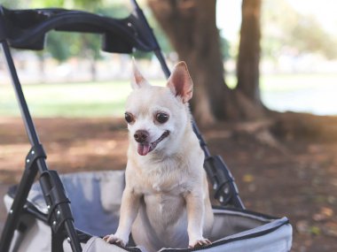 Parktaki bebek arabasında duran Mutlu kahverengi kısa saçlı Chihuahua köpeğinin portresi. Merak ediyorum..