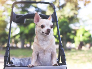 Parktaki bebek arabasında duran Mutlu kahverengi kısa saçlı Chihuahua köpeğinin portresi. Merak ediyorum..