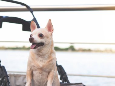 Mutlu kahverengi kısa saçlı Chihuahua köpeğinin portresi göl kenarındaki çitlerle birlikte bebek arabasında duruyordu. Gülümsüyor ve yan bakıyor..