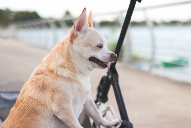 Gölün kenarındaki çitin üzerinde evcil bebek arabasında duran Mutlu kahverengi kısa saçlı Chihuahua köpeği portresi. Gülümsüyor ve yan bakıyor..