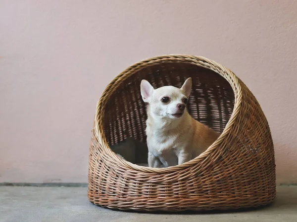 Portrait of brown short hair chihuahua dog sitting in rattan pet house on Cement floor and pink wall.
