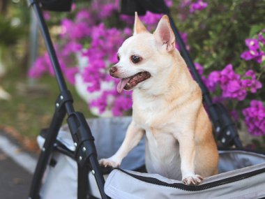 Mutlu kahverengi kısa saçlı Chihuahua köpeğinin portresi parkta mor çiçekli bir bebek arabasında duruyor. Gülümsüyor ve yan bakıyor..