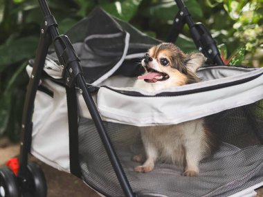 Bahçedeki bebek arabasında oturan uzun saçlı chihuahua köpeği portresi. Mutlu bir gülümseme.