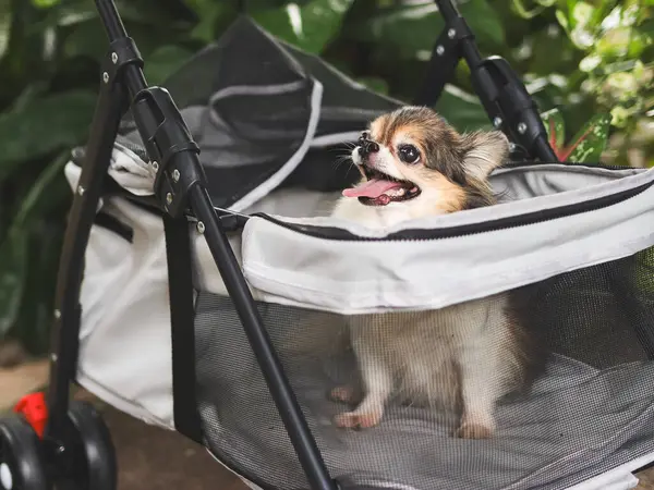 Portrait of  long hair chihuahua dog sitting in pet stroller in the garden. Smiling happily.