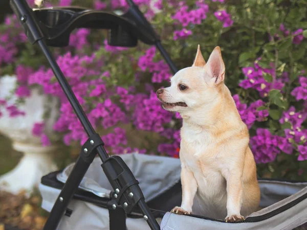 Portrait  of  Happy brown short hair Chihuahua dog  standing in pet stroller in the park with purple flowers background. smiling and looking sideway curiously.