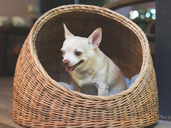 Portrait of brown short hair chihuahua dog sitting in wicker or rattan pet house in balcony.