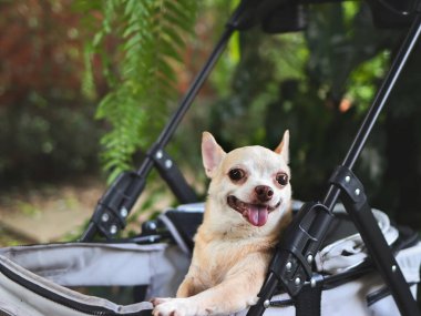 Kahverengi kısa saçlı chihuahua köpeğinin güneş gözlüğü takan portresi, bahçede yeşil bitki arka planına sahip bir bebek arabasında duruyor. Mutlu bir gülümseme.