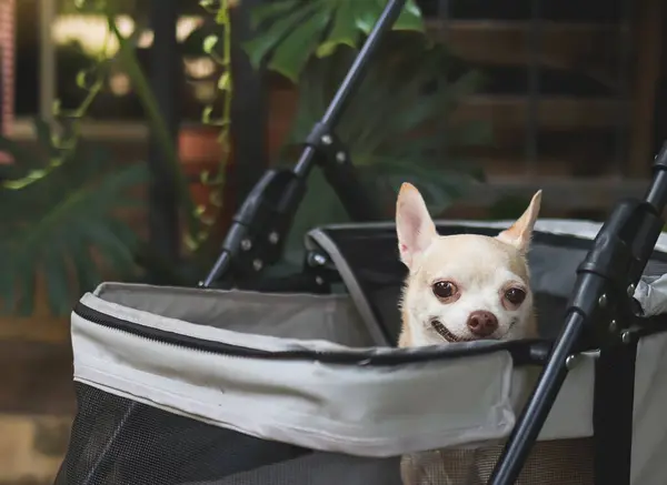 Portrait of brown short hair chihuahua sitting in pet stroller in the garden. Smiling happily.