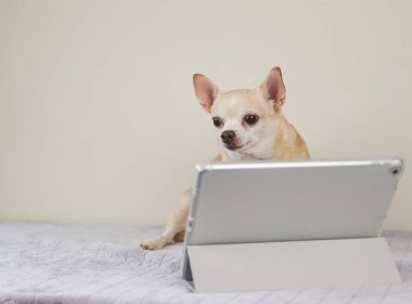 Kahverengi kısa saçlı Chihuahua köpeğinin portresi beyaz arka planda dijital tabletle oturuyor. Hayvan ve teknoloji kavramları.