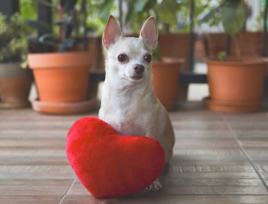 Kırmızı kalp şeklinde yastıkla oturan kahverengi Chihuahua köpeği portresi. Sevgililer Günü konsepti.